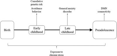 Cumulative Risk on Oxytocin-Pathway Genes Impairs Default Mode Network Connectivity in Trauma-Exposed Youth